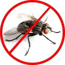 Flies
